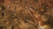 Napoleon Snake Eel (Ophichthus Bonaparti) - Head