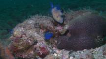Juvenile Blue Triggerfish (Pseudobalistes Fuscus) Eating