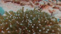 White Pipefish ( Siokunichthys Nigrolineatus) Swimming In A White-Tipped Anemone