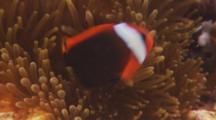 Closeup Of Red And Black Anemone Clownfish (Amphiprion Melanopus) In An Anemone