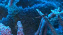Long Snout Clingfish (Diademichthys Lineatus) Swimming Around Corals