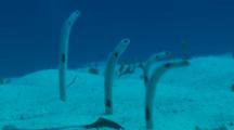 Spotted Garden Eels (Heteroconger Hassi) At Bottom Of Ocean Floor.