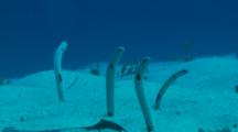 Spotted Garden Eels (Heteroconger Hassi) At Bottom Of Ocean Floor.