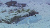 Yellow-Spotted Shrimpgoby Kicking Sand Around In His Hole