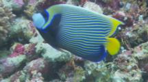 Royal Angelfish (Pygoplites Diacanthus) Pushed Out Of Feeding Area By Emperor Angelfish (Pomacanthus Imperator)