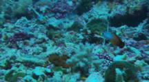 Fire Dartfish (Nemateleotris Magnifica)
