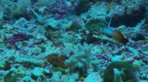 Fire Dartfish (Nemateleotris Magnifica)