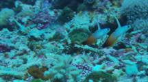 Fire Dartfish(Nemateleotris Magnifica)