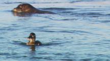 Harbor Seal (Phoca Vitulina) Swims Past A Female Surf Scoter (Melanitta Perspicillata) Hunting On The Water.
