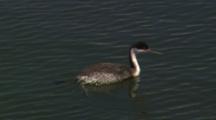 Western Grebe Swimming And Hunting In Water Near Shore.