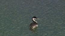 Western Grebe Sitting On The Water.