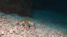 Following Red-Lipped Batfish Swimming On The Sea Floor Off Malpelo Island, Colombia