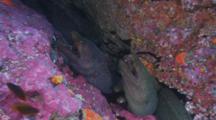 Zoom Out Shot Of A Row Of Feeding Finespotted Moray Eel (Gymnothorax Dovii) In A Crevice Off Malpelo Island, Colombia.