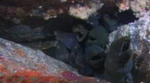 Several Snapping Finespotted Moray Eel (Gymnothorax Dovii) Crouched In A Crevice Off Malpelo Island, Colombia.