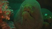 Panamic Green Moray Eel Opens And Closes Mouth