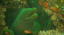 Close Up Of A Crevice Full Of Panamic Green Moray Eels (Gymnothorax Castaneus) , Off Malpelo Island, Colombia.