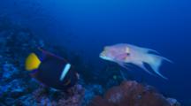 Mexican Hogfish And King Angelfish At A Cleaning Station 