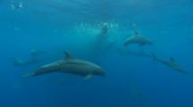 Bottlenose Dolphin, Galapagos Sharks And Tuna Attack A Baitball,