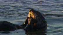 Closeup On Sea Otters (Enhydra Lutris)  Eating And Diving To Hunt. Adult And Young Baby Pup.