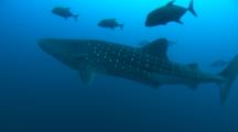 A Whale Shark (Rhincodon Typus) Passing Through, Right To Left, As The Camera Approaches.  Several Black Jack (Caranx Lugubris) Can Be Seen Nearby.  As Seen Off The Coast Of Cocos Island, Costa Rica.