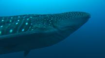 Shot Of A Whale Shark (Rhincodon Typus) Swimming Towards The Camera And Then Passing Both Overhead And Underneath.    Several Black Jack (Caranx Lugubris) Can Be Seen Nearby.  As Seen Off Cocos Island, Costa Rica.