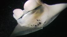 Manta Rays Feed On Krill At Night