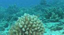 Arc-Eye Hawkfish On Coral Head, Sand Blows Around