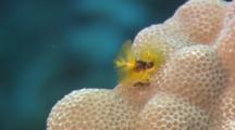 Bright Yellow Christmas Tree Worm Emerging From Coral Head