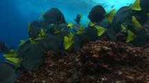 School Of Yellowtail Surgeonfish (Zebrasoma Xanthurum) On The Rocks And Reefs Near The Surface Of The Water Off Cocos Island, Costa Rica.
