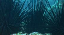 A Cluster Of Common Long-Spined Sea Urchins