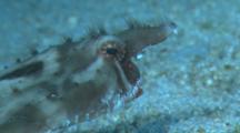 Tight Close Up Of Rosy-Lipped Batfish, Lure Moving