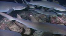 White Tip Reef Sharks Swarming Rocky Reef Searching For Prey At Night