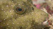 Close Up Of White-Spotted Pufferfish (Arothron Hispidus) Resting On The Sea Floor Off Cocos Island, Costa Rica.