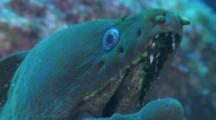 Close Up Of A Finespotted Moray Eel (Gymnothorax Dovii) Breathing And Revealing Its Teeth.