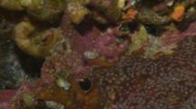 Blue Banded Goby And Fang Blenny Share Encrusted Reef
