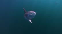 Mola Mola Swims In The Water Column, Purple Striped Jellyfish Passes In The Background.