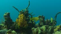 Grunts Fight For Territory On Coral Reef With Elephant Ear Sponge, Rope Sponge