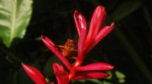 Red Poisoned Dart Frog (Oophaga Pumilio) On Interesting Dark Pink Flower.