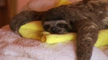 Baby Three-Toed Sloth Rests At Rehab Center.