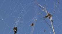 Close Up Of Victims Caught In Spider Web With Blue Sky Background.  Spider Is Crawling Around Nest.