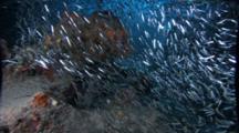 School Of Silversides In Devils Grotto, Grand Cayman Under An Arch Of Colorful Coral And Around A Coral Formation. Tiger Grouper Swimming.