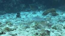 Sand Tilefish Digging In The Sand And Juvenile Wrasse Eating From Under Rocks.