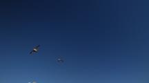 Heermanns Gulls Flying Overhead In Blue Sky