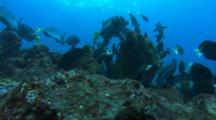 Whitecheek Surgeonfish Grazing On The Rocks