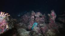 Parrotfish Escapes Pack Of Hunting White Tip Reef Sharks.  Then Is Attacked A Second Time And Once Again Narrowly Escapes.  Night Hunting. Small Sharks Swimming Through Coral And RocksNight DivingRainbow Colored Fish
