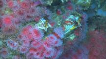 Strawberry Anemone (Corynactis Californica) And Giant Barnacle (Balanus Nubilus) On Reef. Feeding