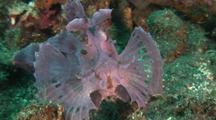 Pink Weedy Scorpionfish, Extreme Close-Up Of Face, Eye