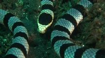 Banded Sea Krait (Snake) Explores Reef