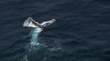 Aerial Humpback Whales, Breaching And Fin Slaps