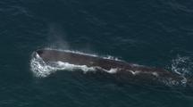 Aerial Of Sperm Whale On Surface